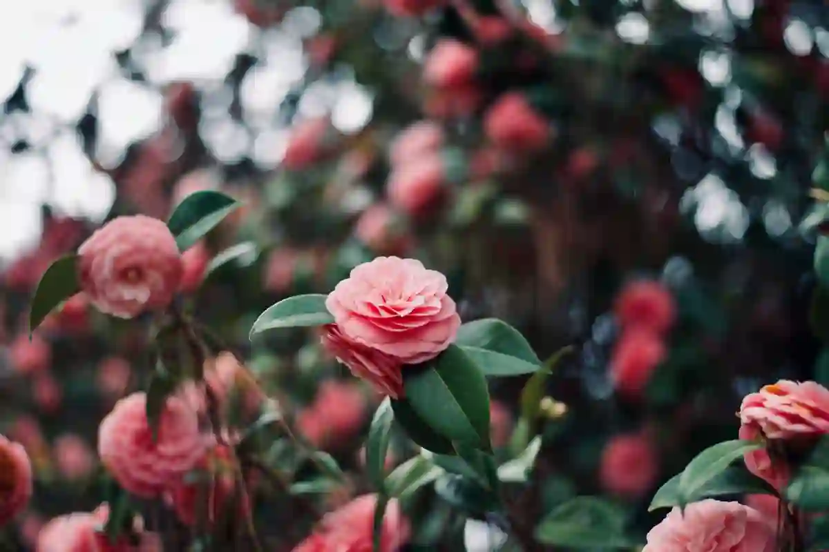 Flor de camélia rosa aberta entre folhas verdes brilhantes