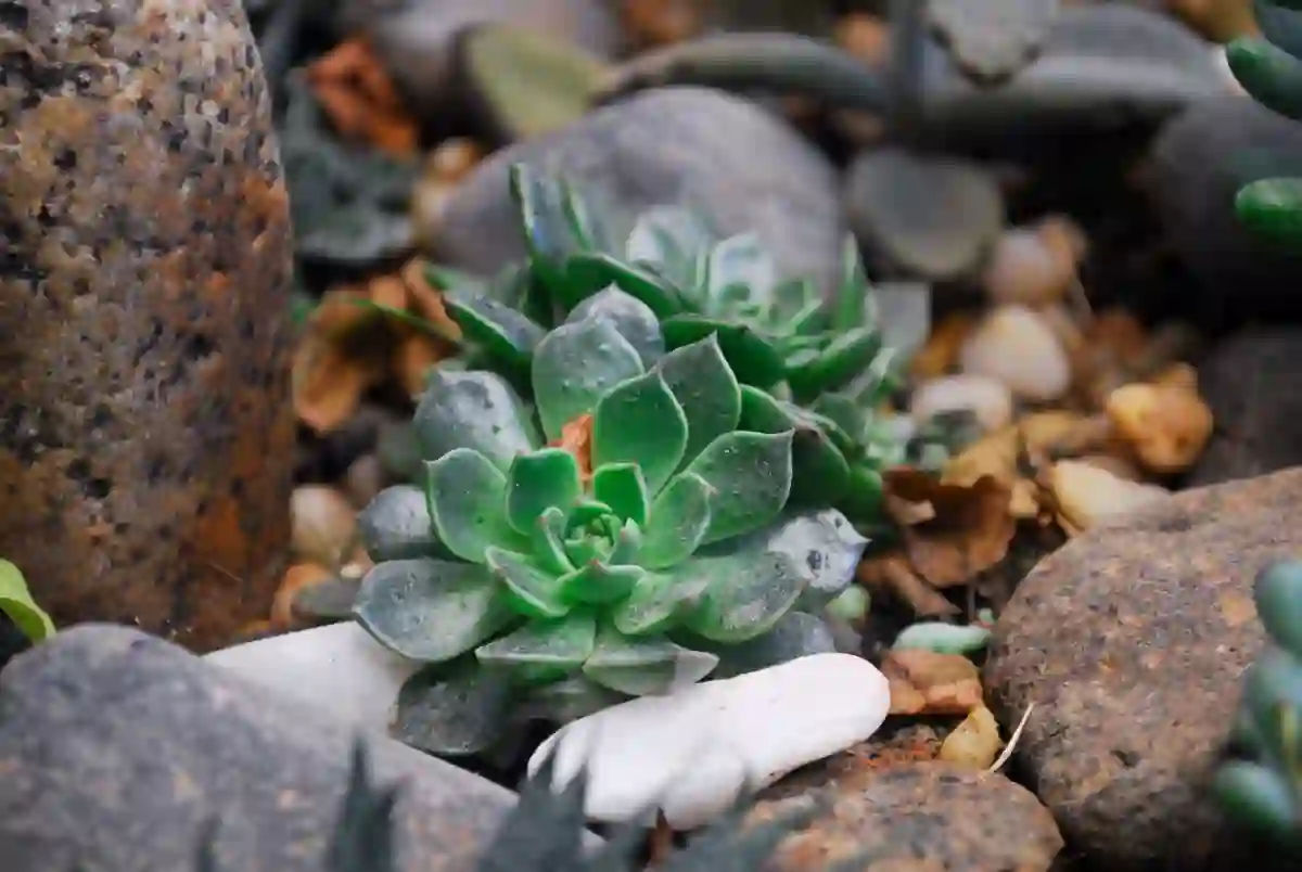 Suculentas e pedras num jardim de gravilha, de estilo seco e ordenado