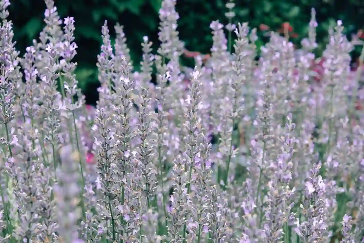 Canteiro de lavanda em flor, com espigas roxas ao sol