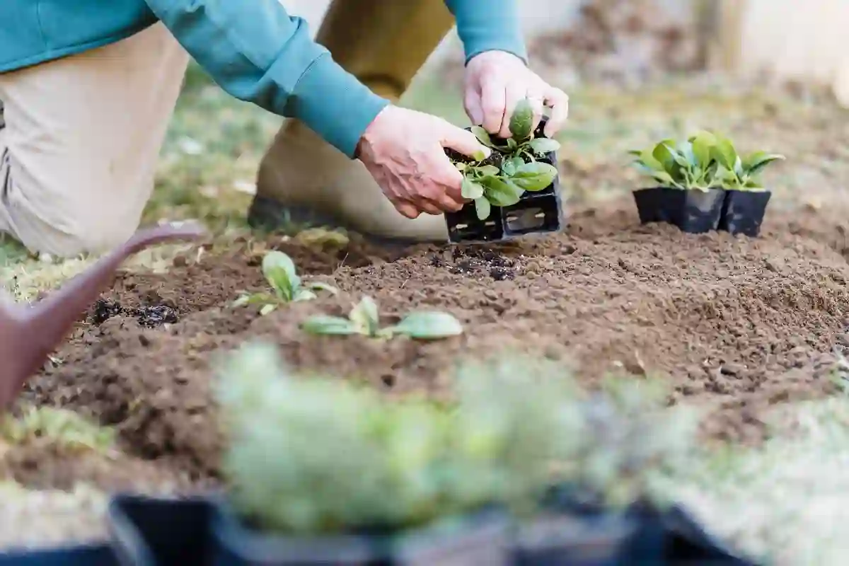 Mãos a plantar uma pequena muda na terra escura de um canteiro