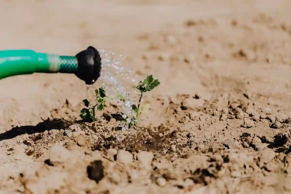 Rega de um canteiro de plantas verdes com água a chegar junto ao solo