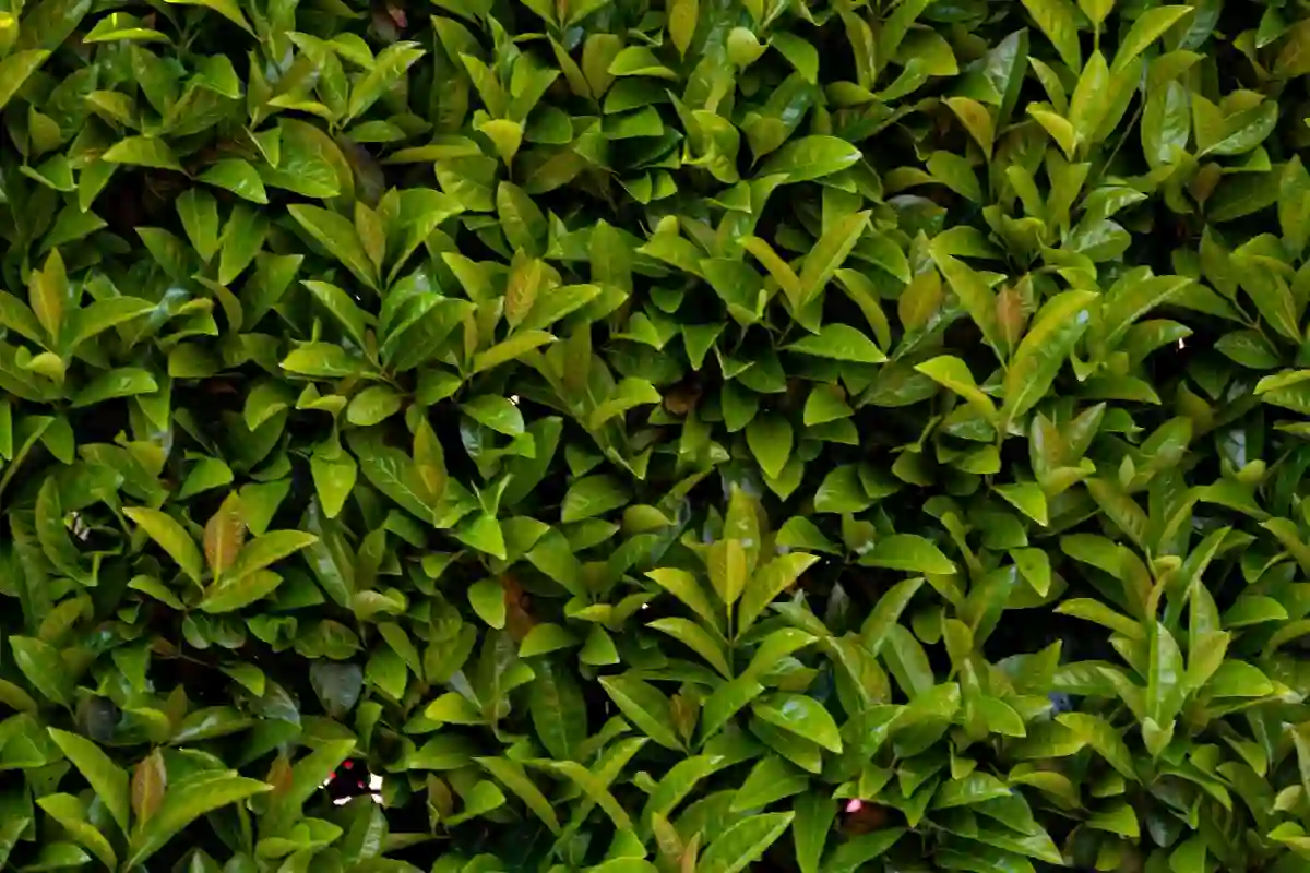 As melhores plantas para sebe em Portugal