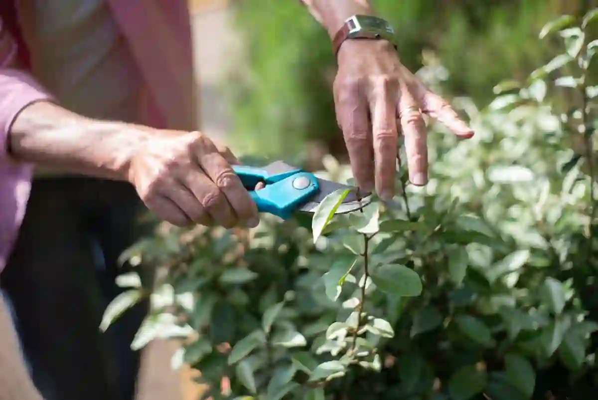 Tesoura de poda a cortar um ramo fino num arbusto, com corte limpo junto a um gomo