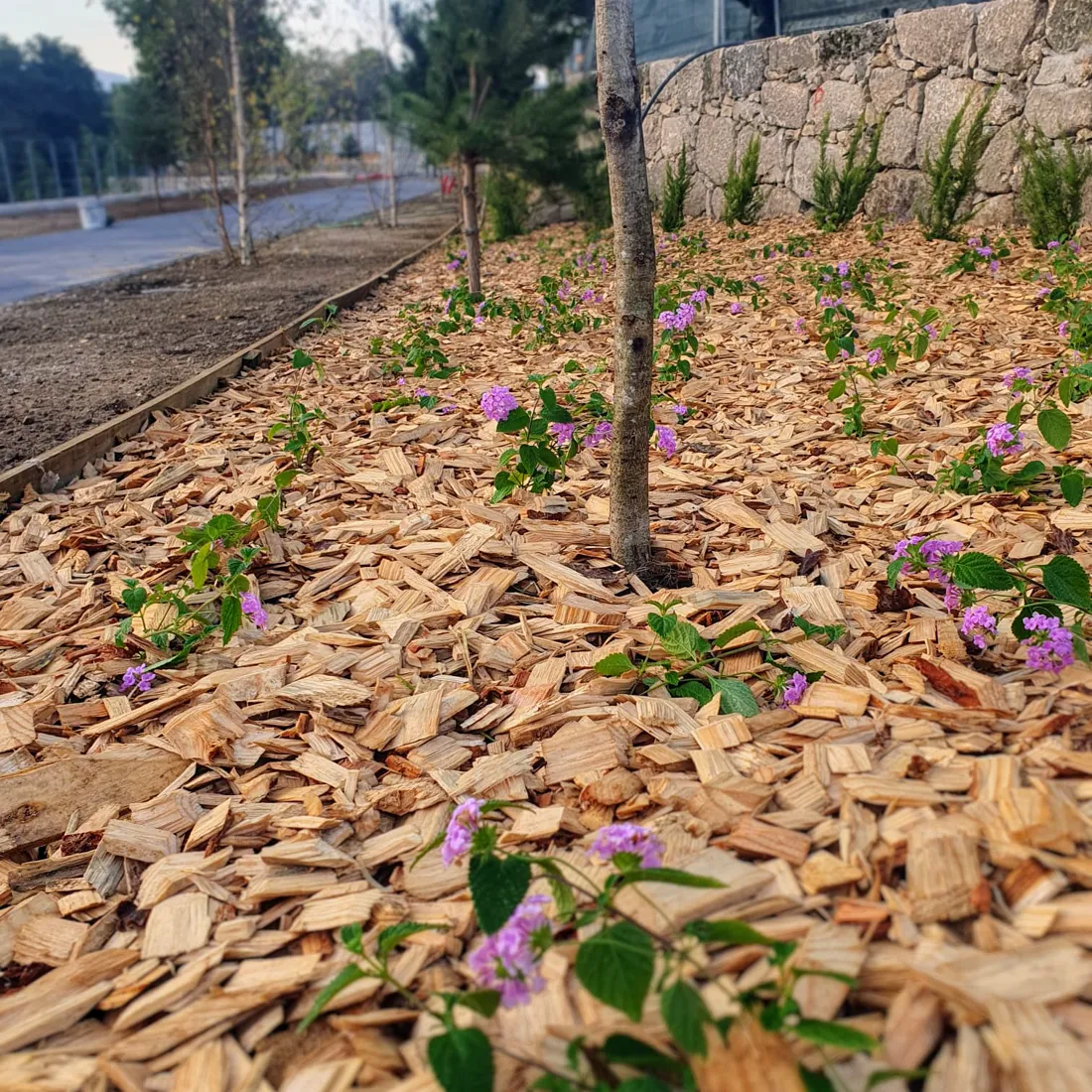 Canteiros sustentáveis com casca de madeira e plantas floridas no Ecoparque do Vez, Arcos de Valdevez