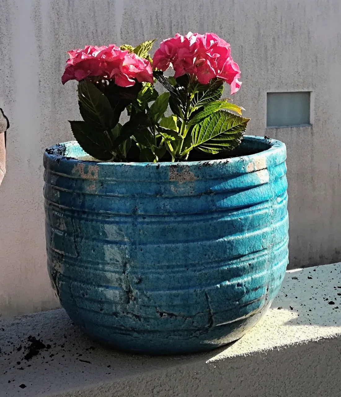 Jardim com caminho e plantação